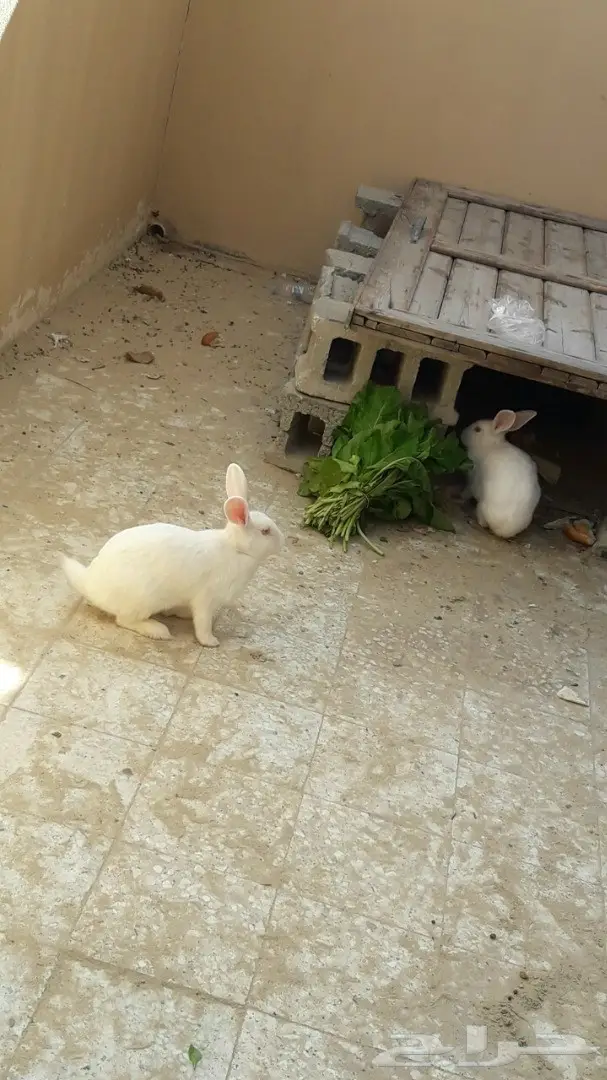 لبيع ارانب 