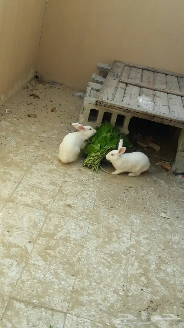 لبيع ارانب (image 1)