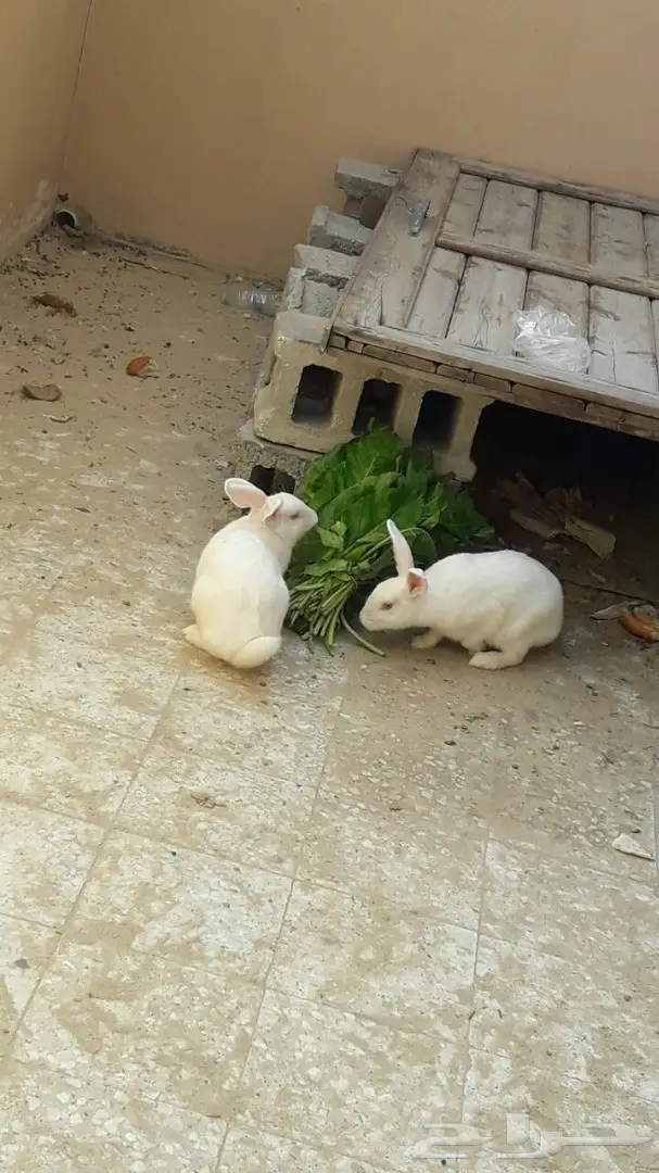 لبيع ارانب (image 2)