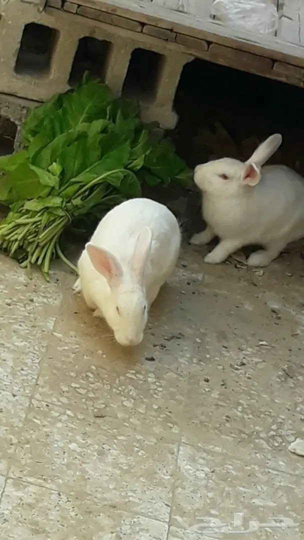 لبيع ارانب (image 3)