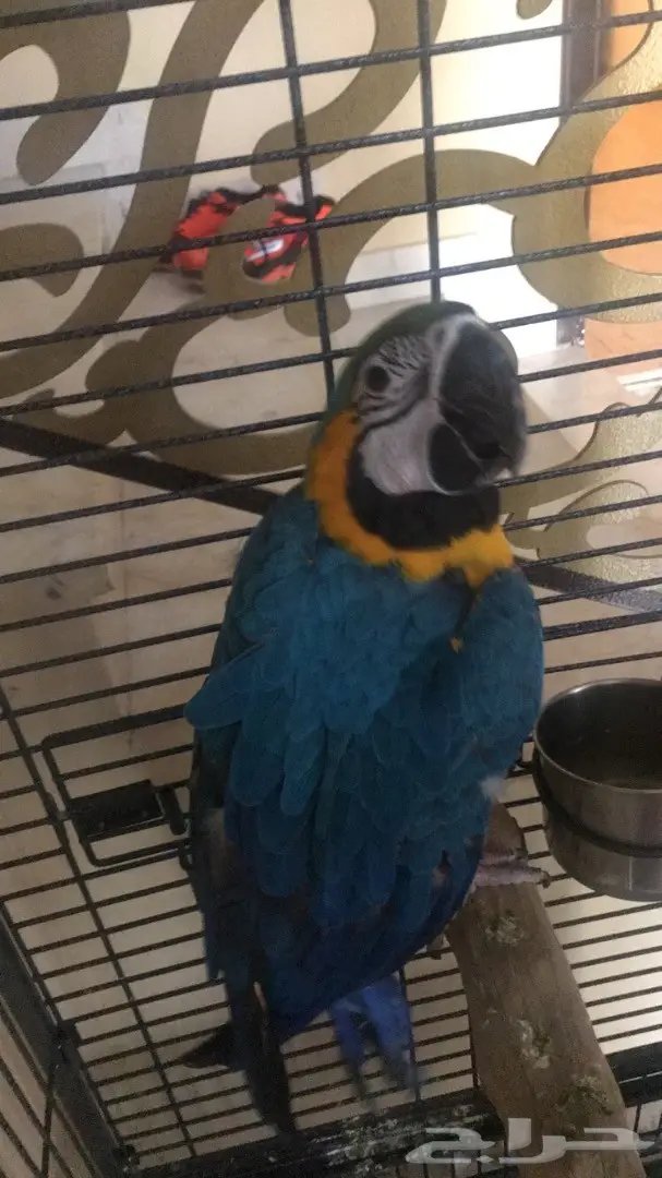 مكاو بلو اند قولد (image 1)