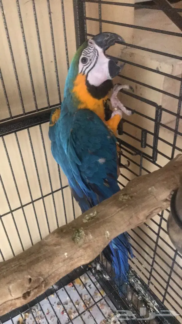 مكاو بلو اند قولد (image 2)