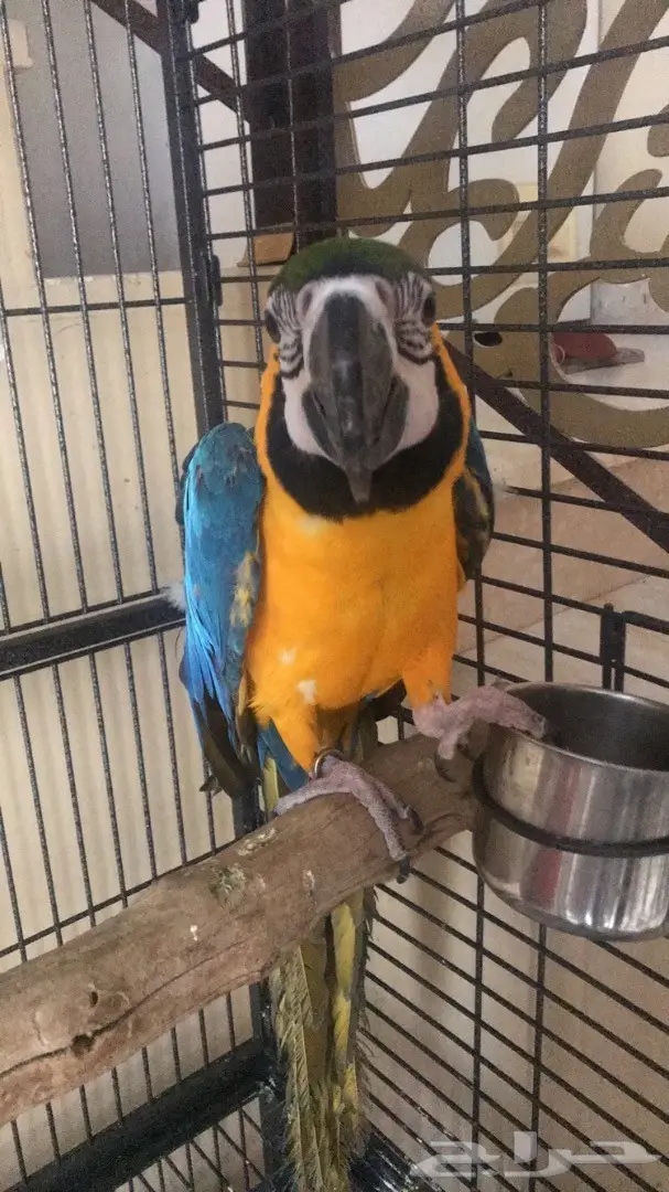 مكاو بلو اند قولد (image 4)