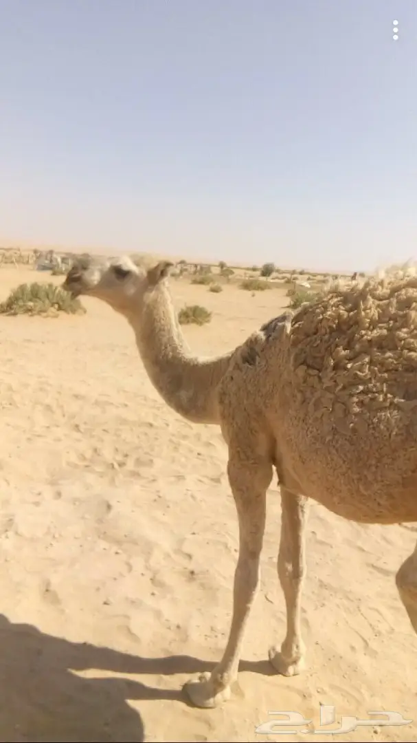 ناقه حمرا للبيع  (image 5)