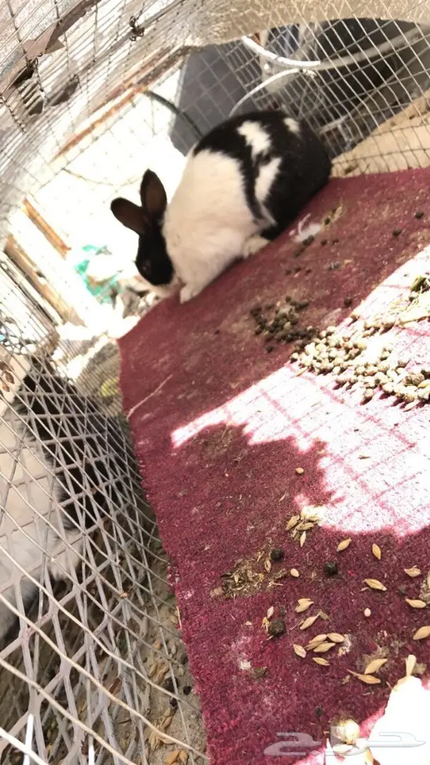أرانب للبيع