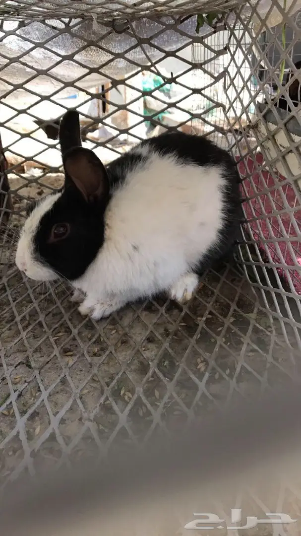أرانب للبيع (image 1)