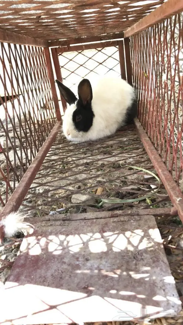 أرانب للبيع (image 2)