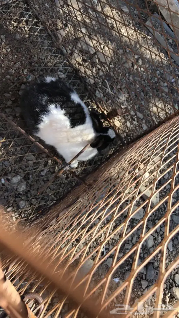 أرانب للبيع (image 3)