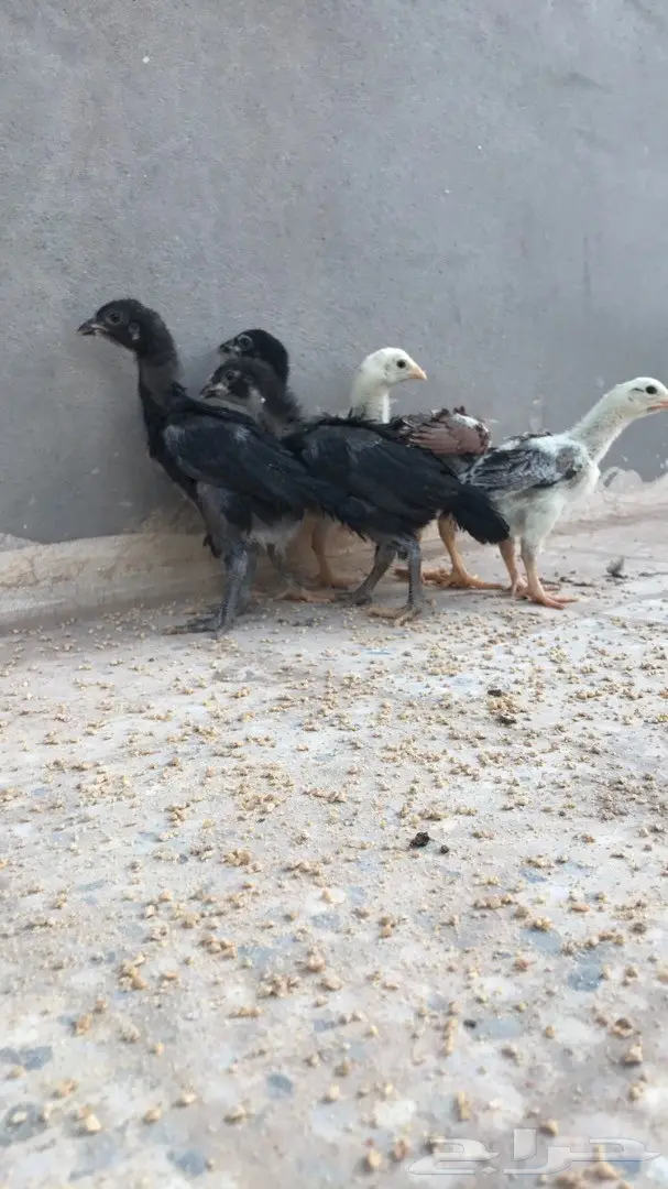 صوص دجاج باكستاني TOOP (image 1)