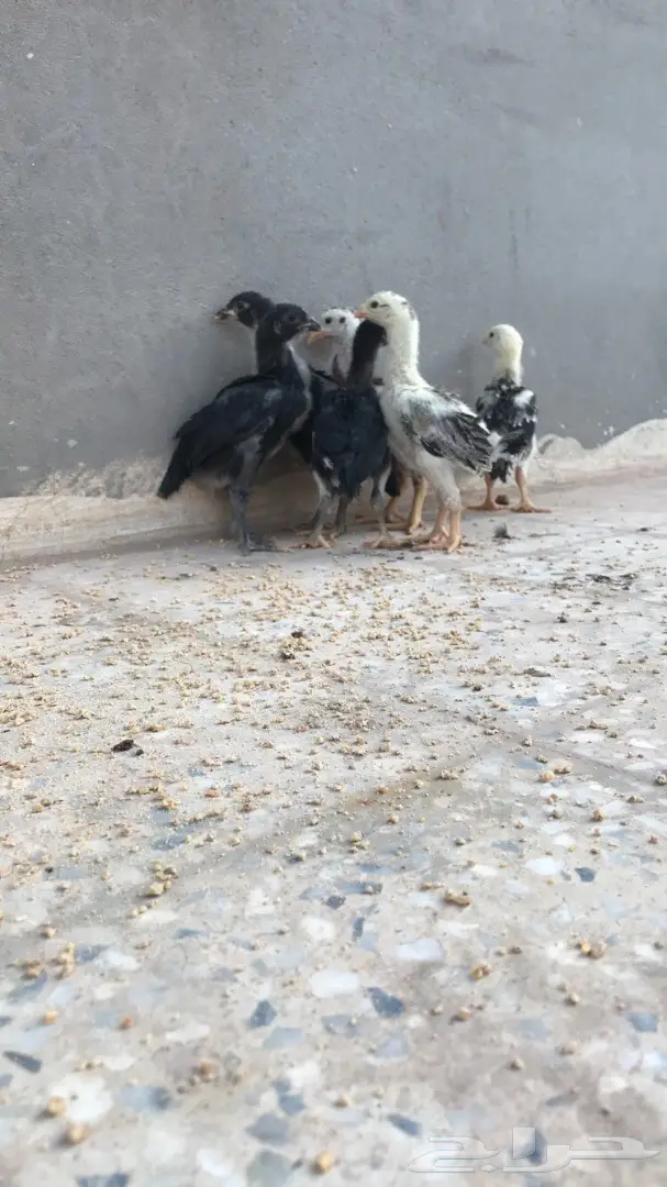 صوص دجاج باكستاني TOOP (image 2)