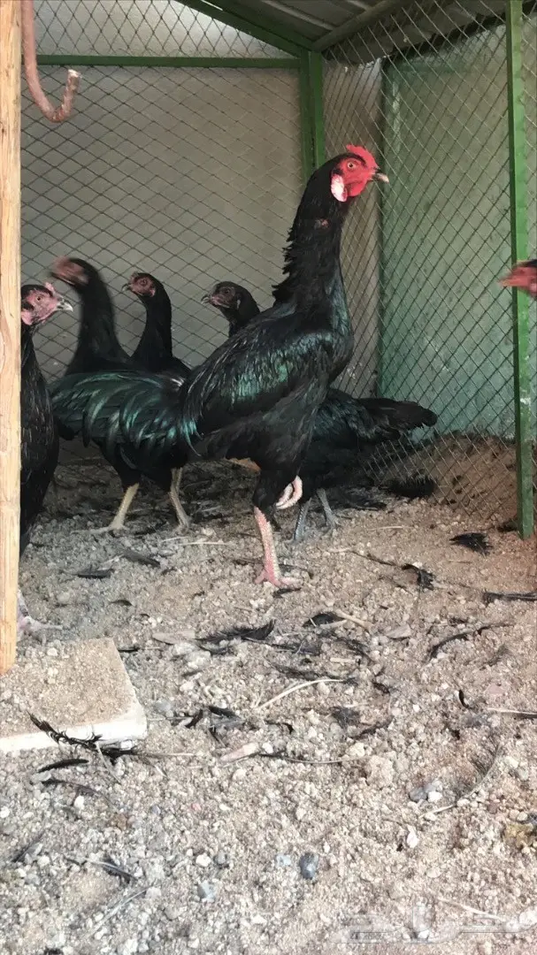 صوص دجاج باكستاني TOOP (image 4)