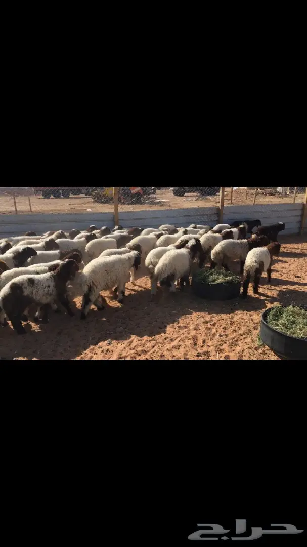 هرافي نعيم للبيع (image 2)