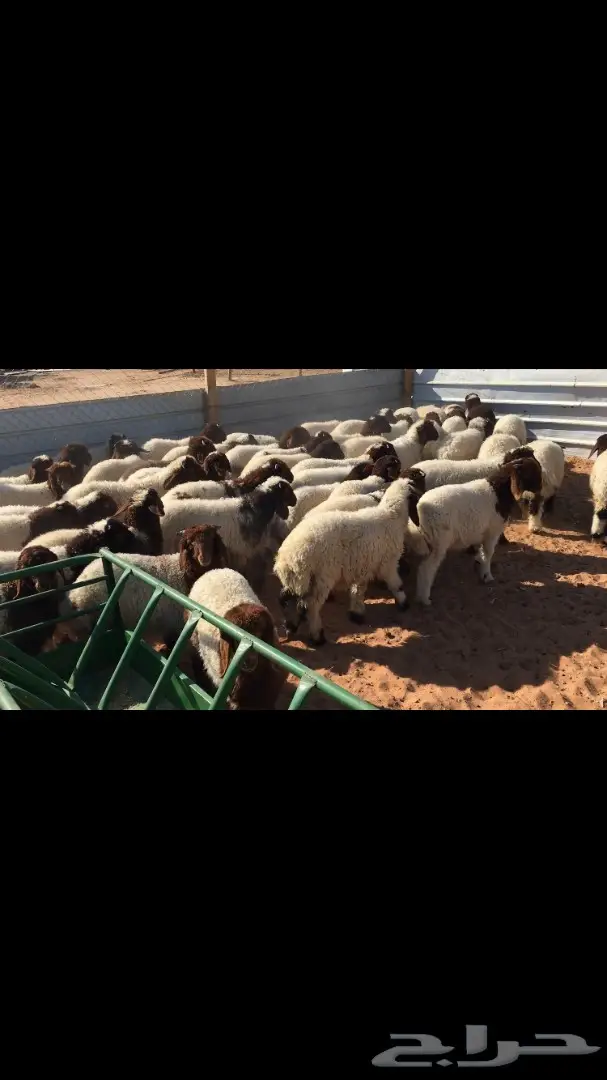 هرافي نعيم للبيع (image 5)