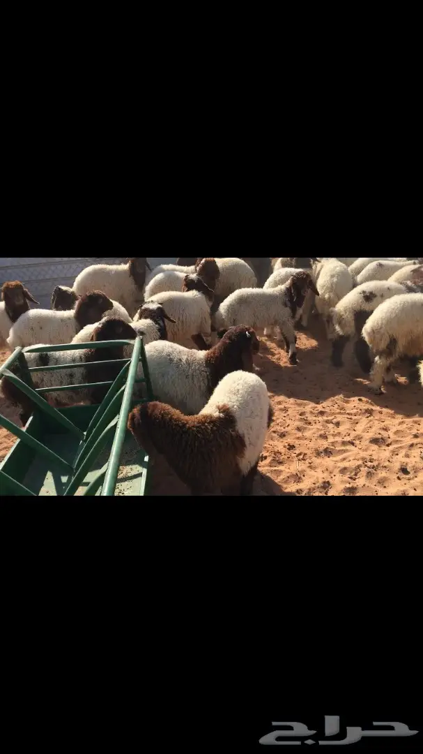 هرافي نعيم للبيع (image 6)