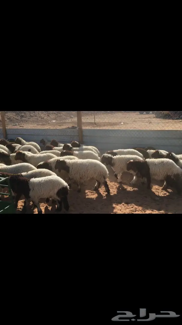 هرافي نعيم للبيع (image 8)