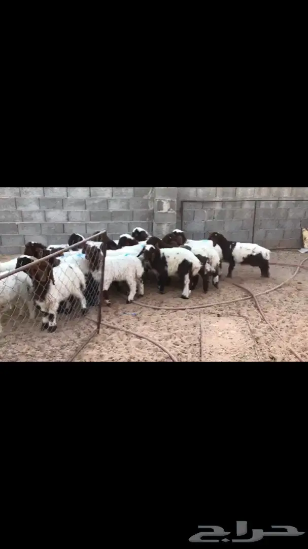 بهم نعيم فاخر