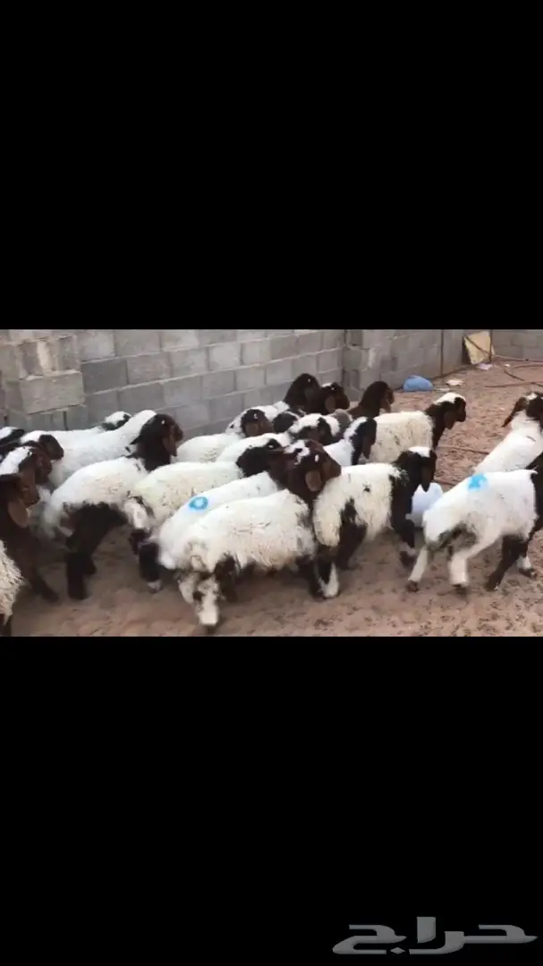 بهم نعيم فاخر (image 1)