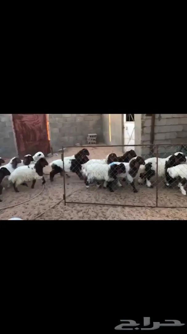 بهم نعيم فاخر (image 2)