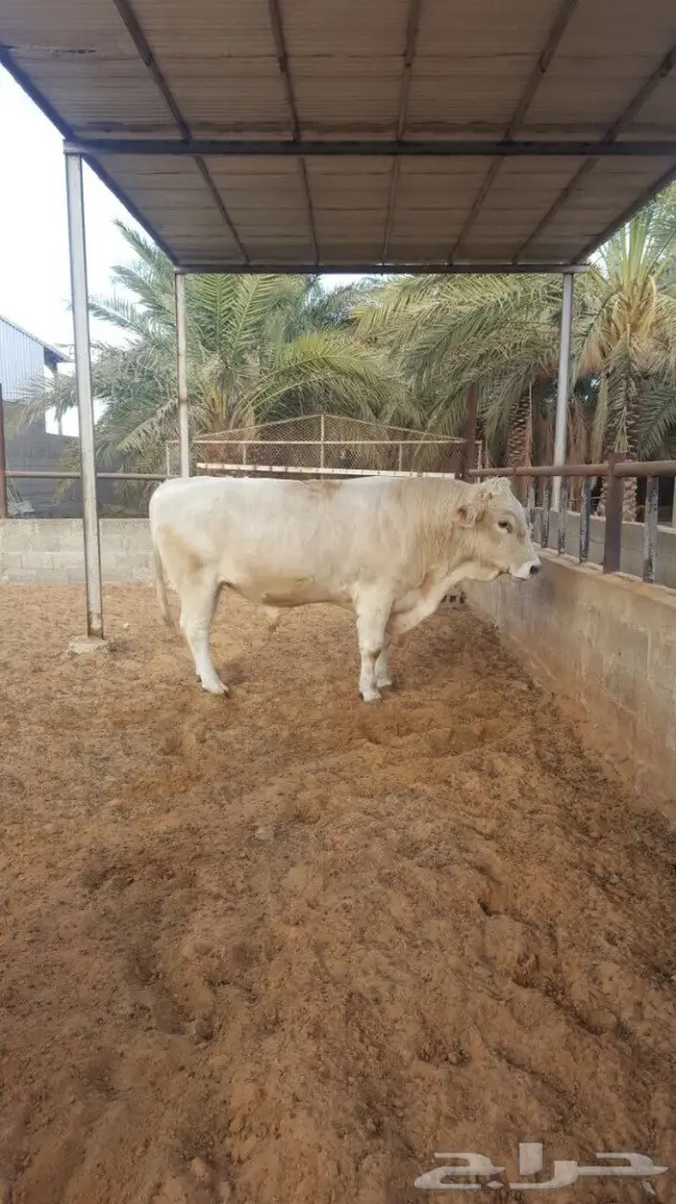 فحل ثور الماني ابيض  ثني طيب 