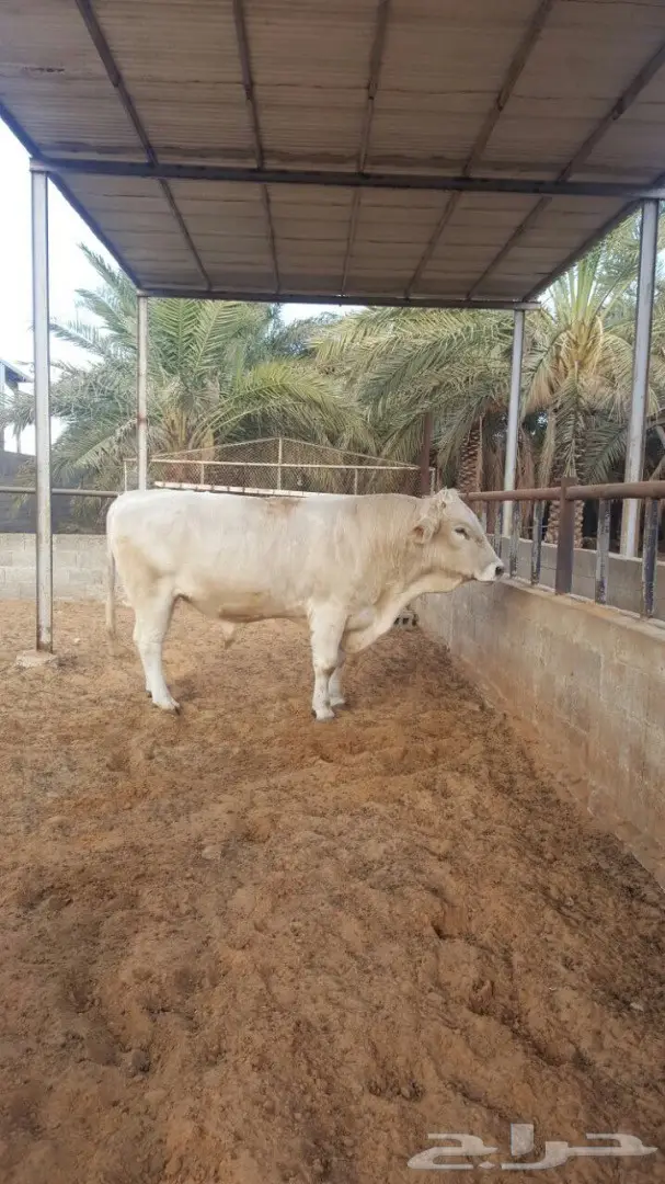 فحل ثور الماني ابيض  ثني طيب  (image 1)