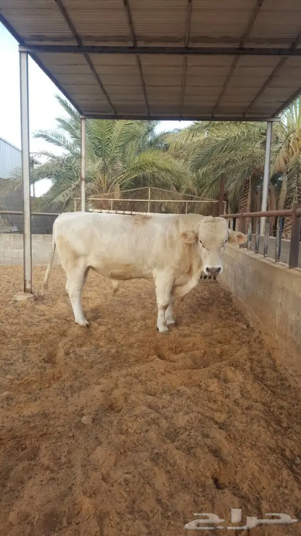 فحل ثور الماني ابيض  ثني طيب  (image 2)