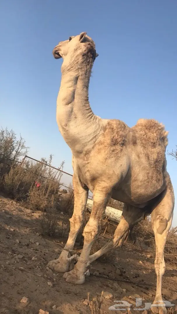 فحل مغتر للبيع (image 1)