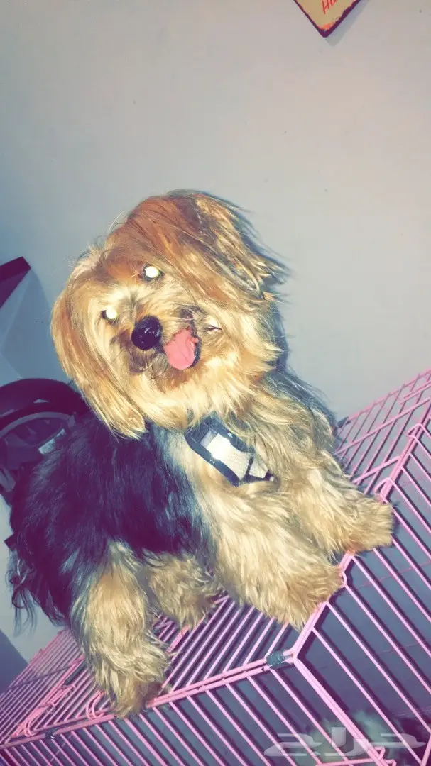 كلب يورك شاير النادرر