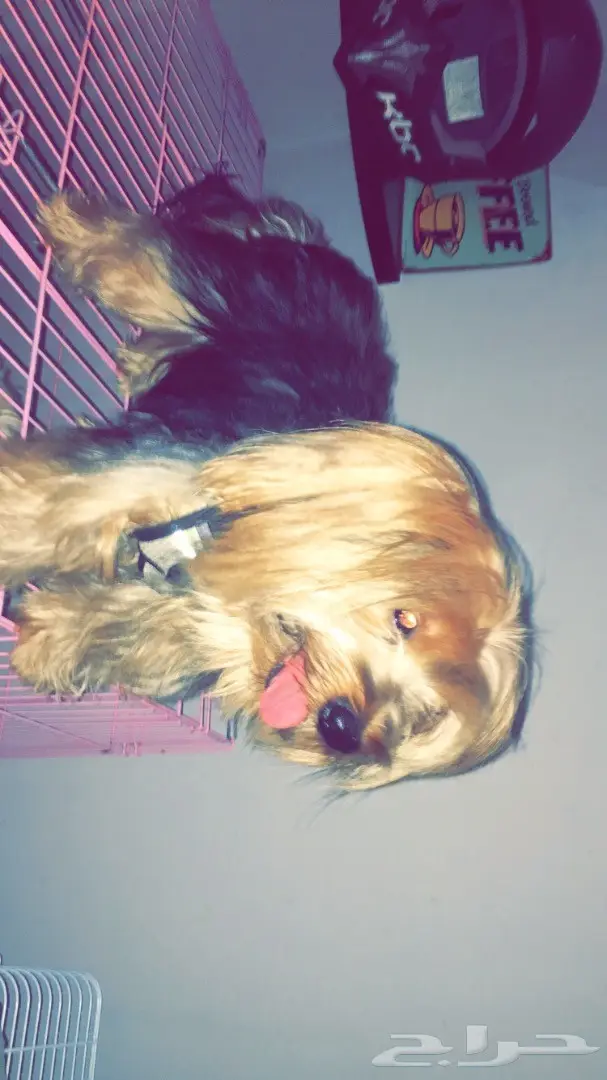 كلب يورك شاير النادرر (image 2)