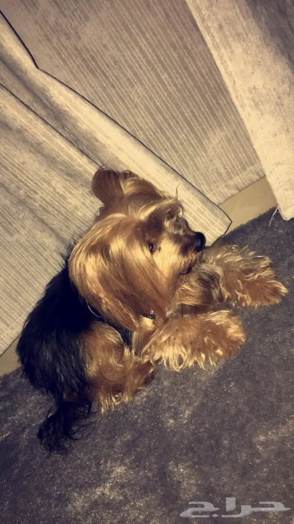 كلب يورك شاير النادرر (image 3)