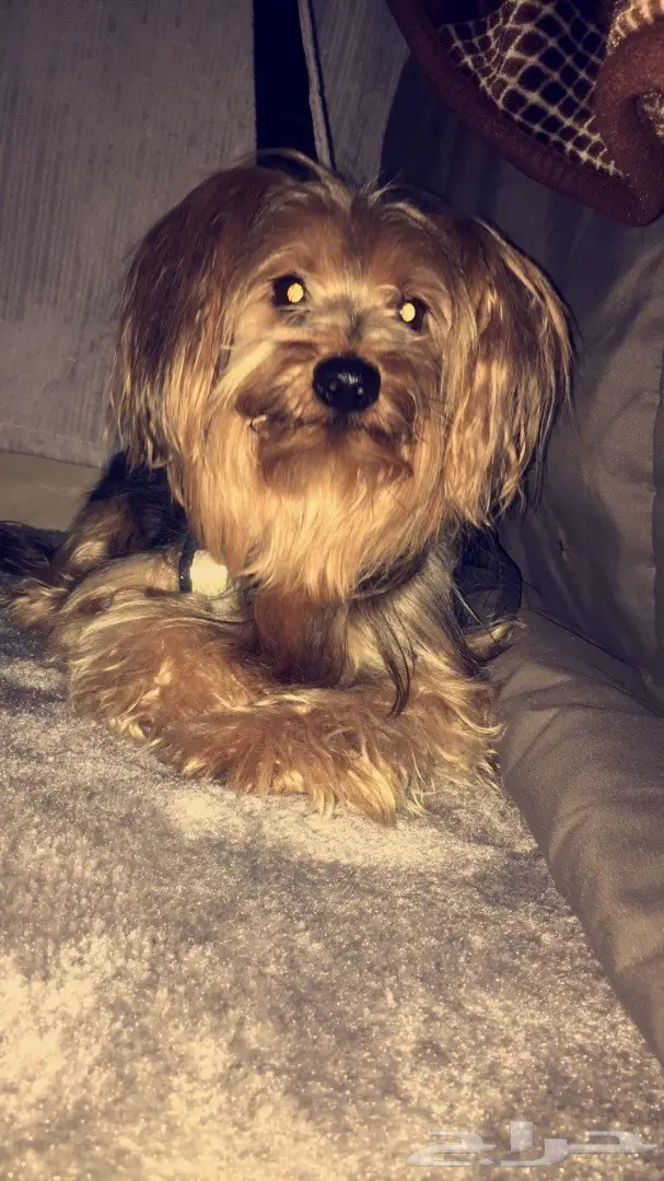 كلب يورك شاير النادرر (image 4)