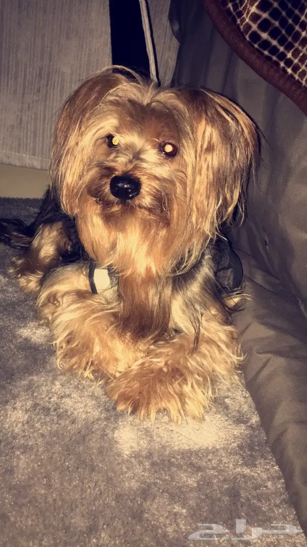 كلب يورك شاير النادرر (image 5)