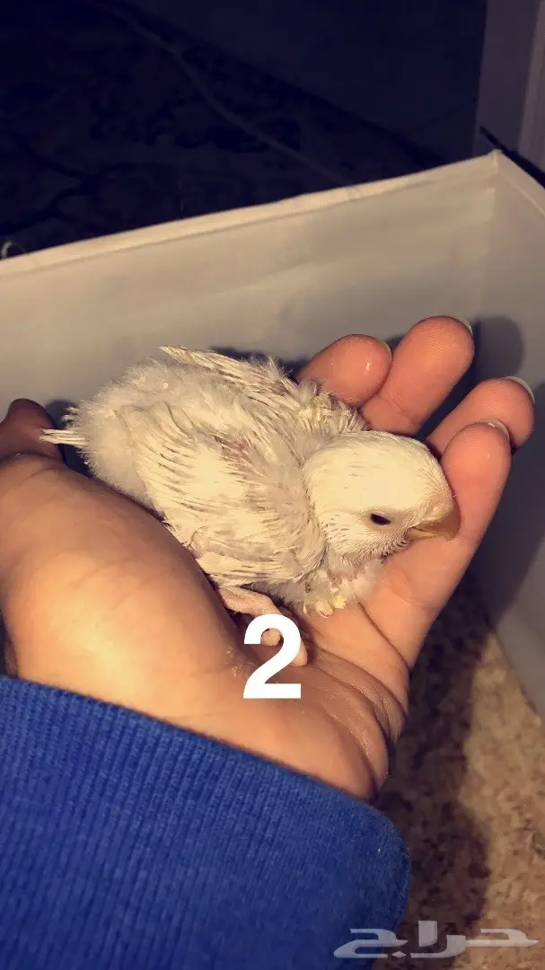 فروخ روز غر 