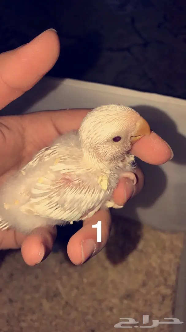 فروخ روز غر  (image 1)