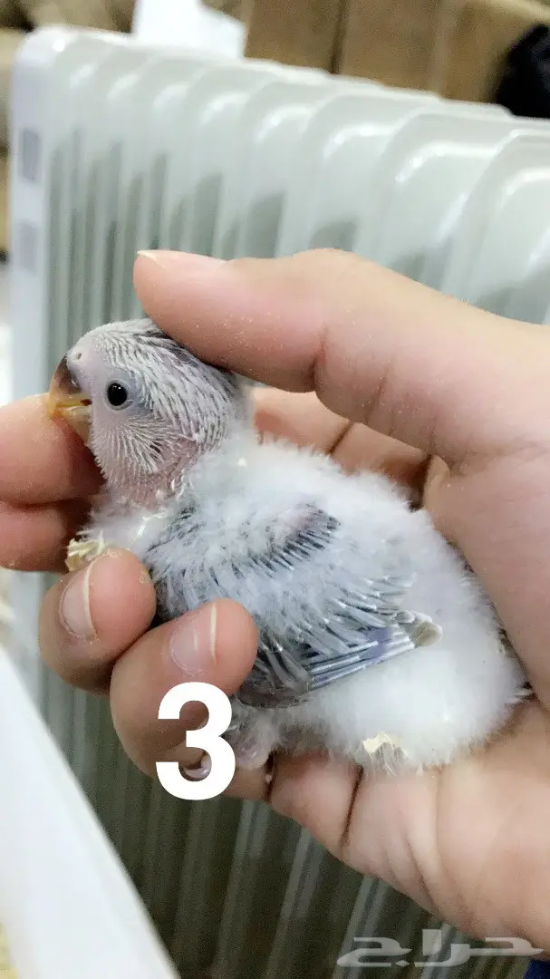 فروخ روز غر  (image 2)