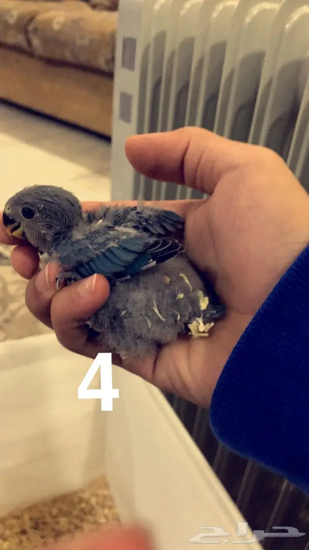 فروخ روز غر  (image 3)