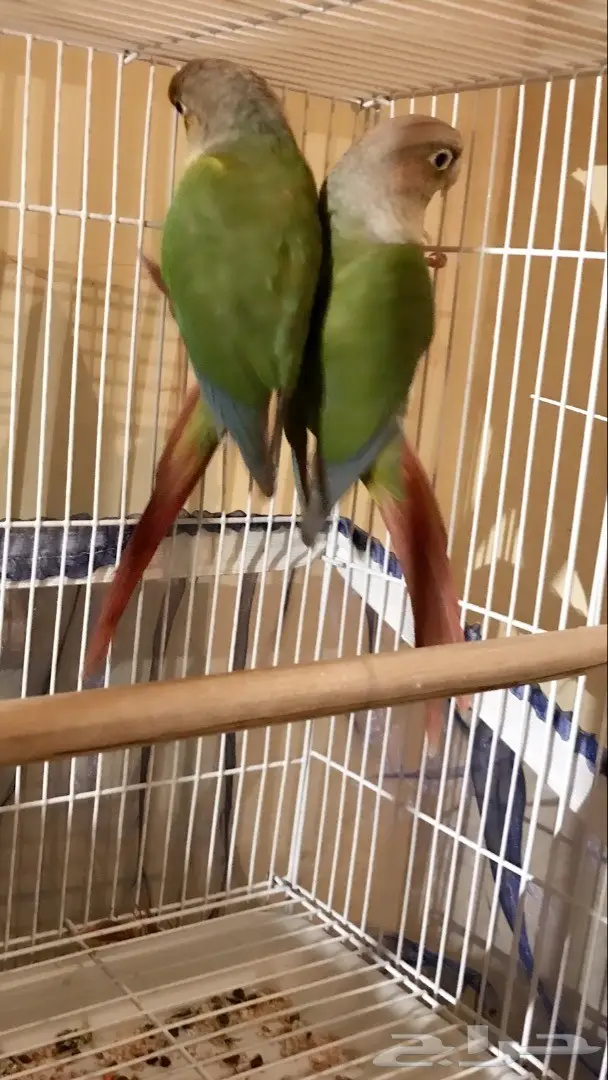 للبيع جوز كنيور اناناس جاهز ومتوالف