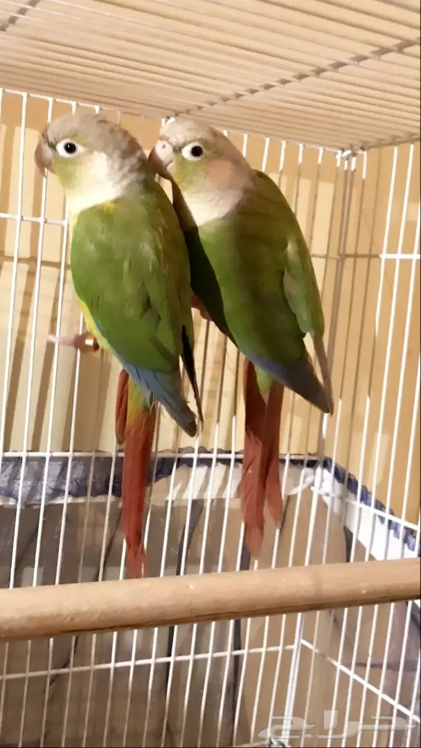 للبيع جوز كنيور اناناس جاهز ومتوالف (image 1)