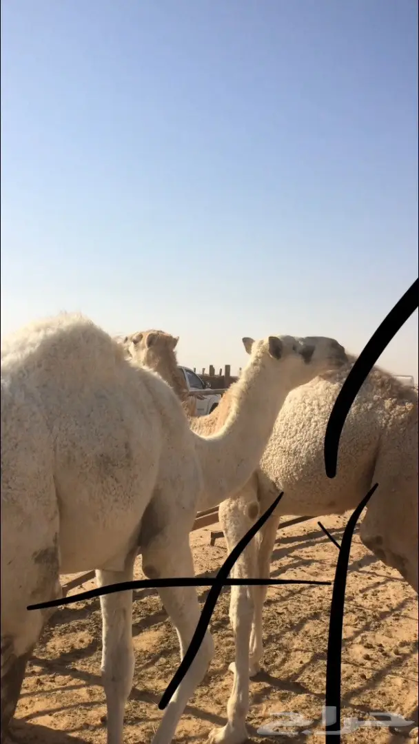 قعدان للبيع