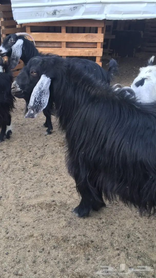 فحل عارضي حار جدا وانتاجه موجود (image 6)