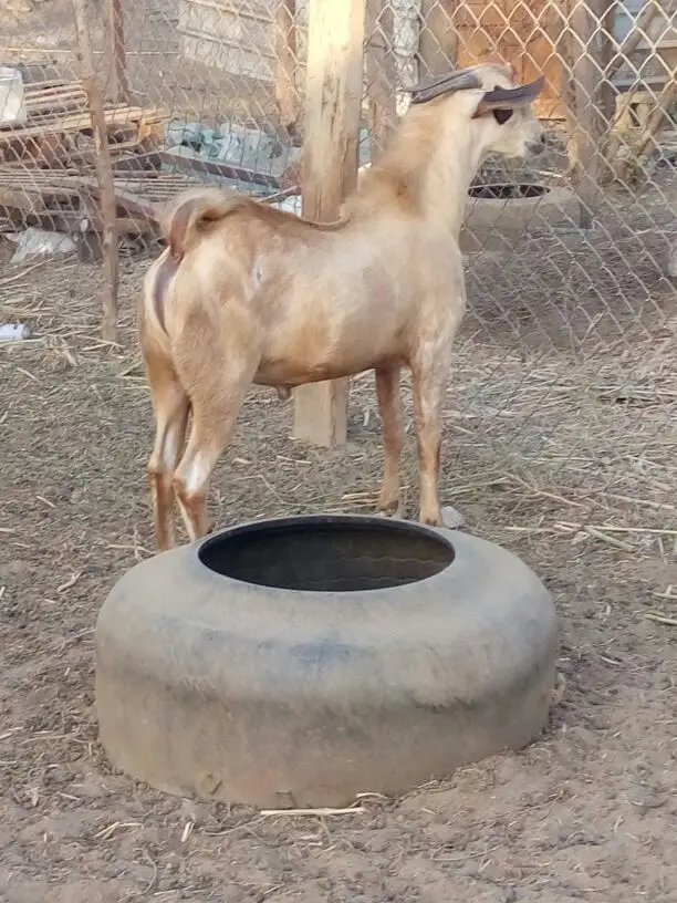 تيس بيشي اكحل جذع (image 2)