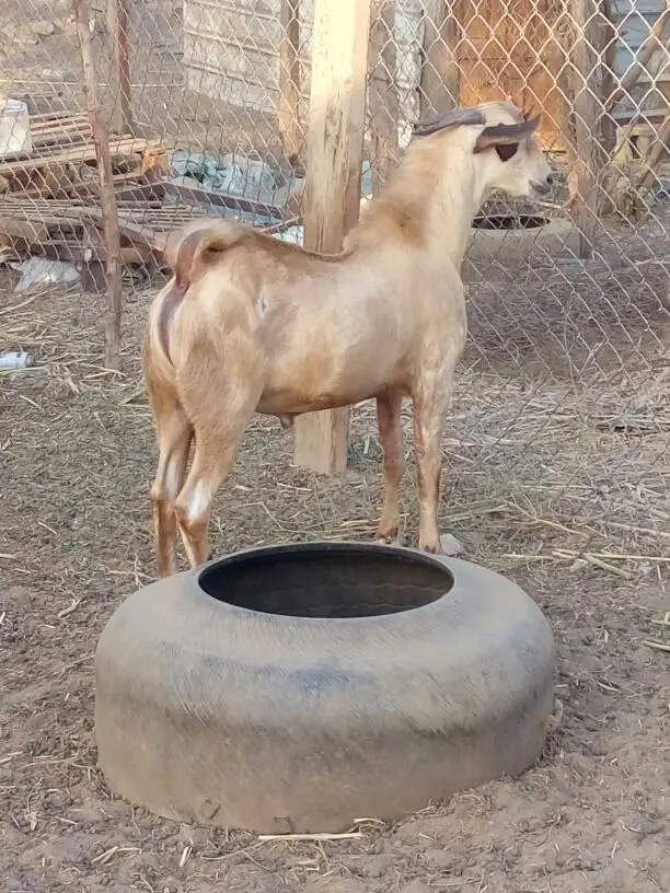 تيس بيشي اكحل جذع (image 1)