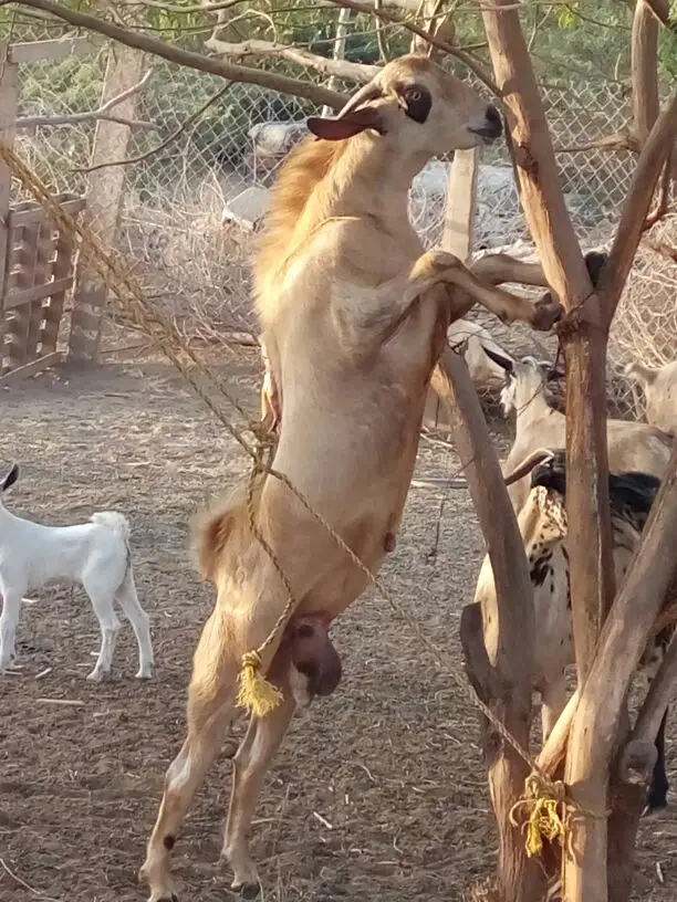 تيس بيشي اكحل جذع (image 4)