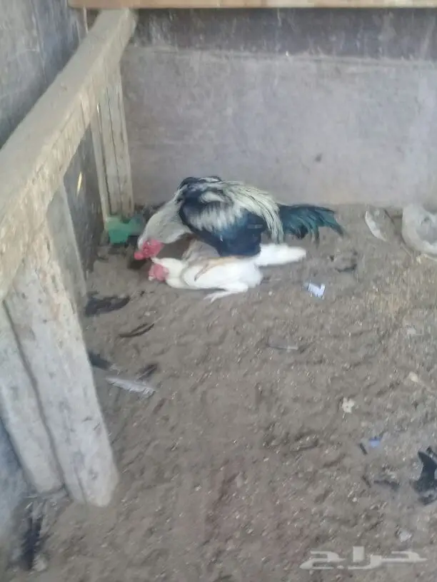 ديك فارسي حار (image 3)