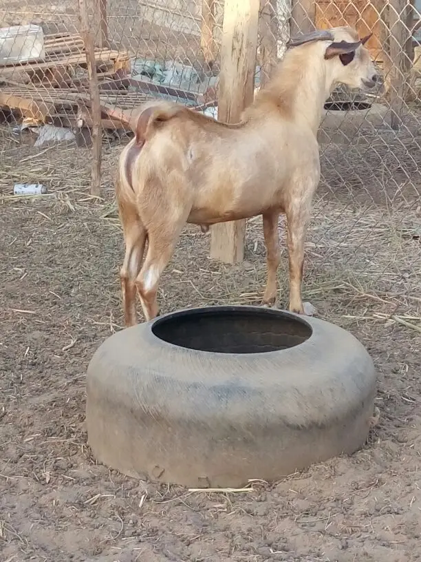 تيس بيشي اكحل جذع (image 3)