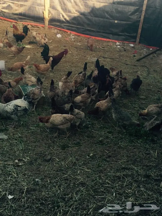 الحوية (image 1)