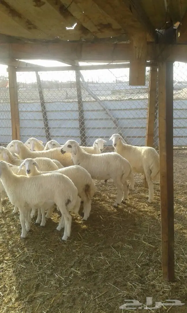 طليان للبيع   (image 3)