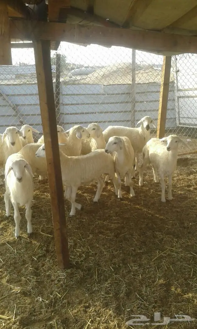 طليان للبيع   (image 4)