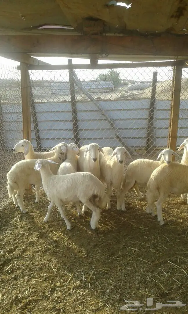 طليان للبيع   (image 5)