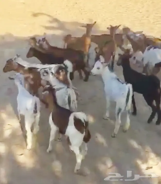 تيوس لبنيه سمان – فرصة استثمارية رائعة! (image 1)