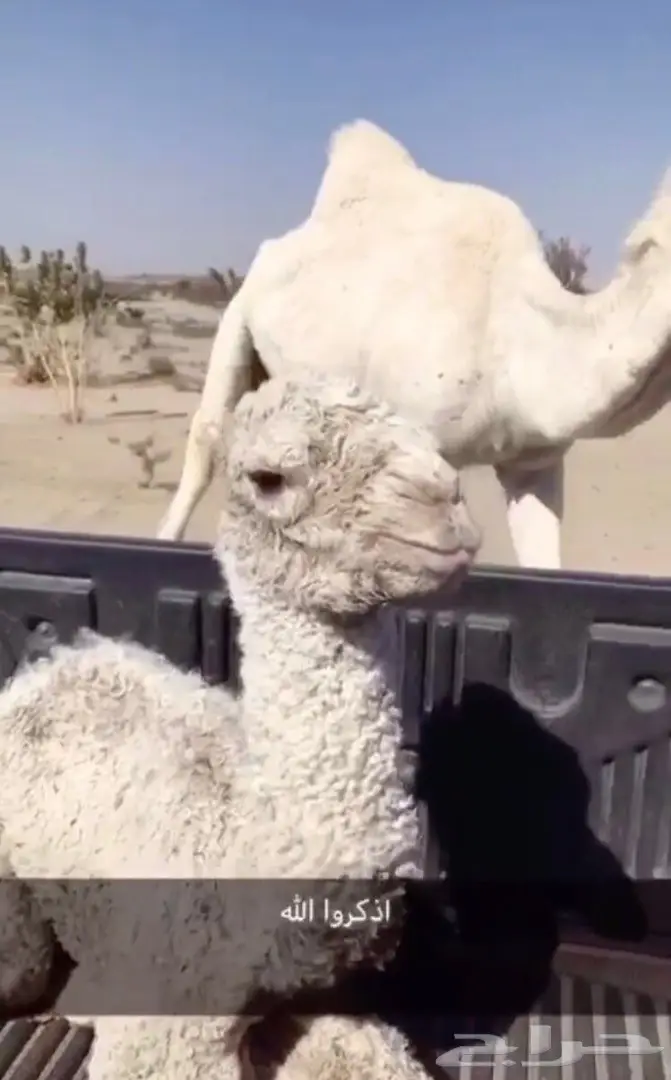 فحل مغتر للبيع (image 2)